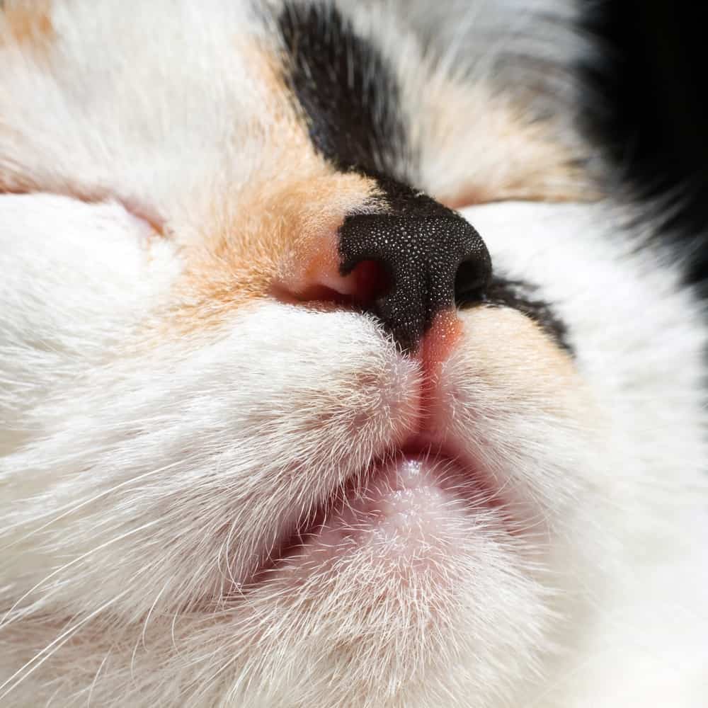 What Causes Swollen Lips In Cats