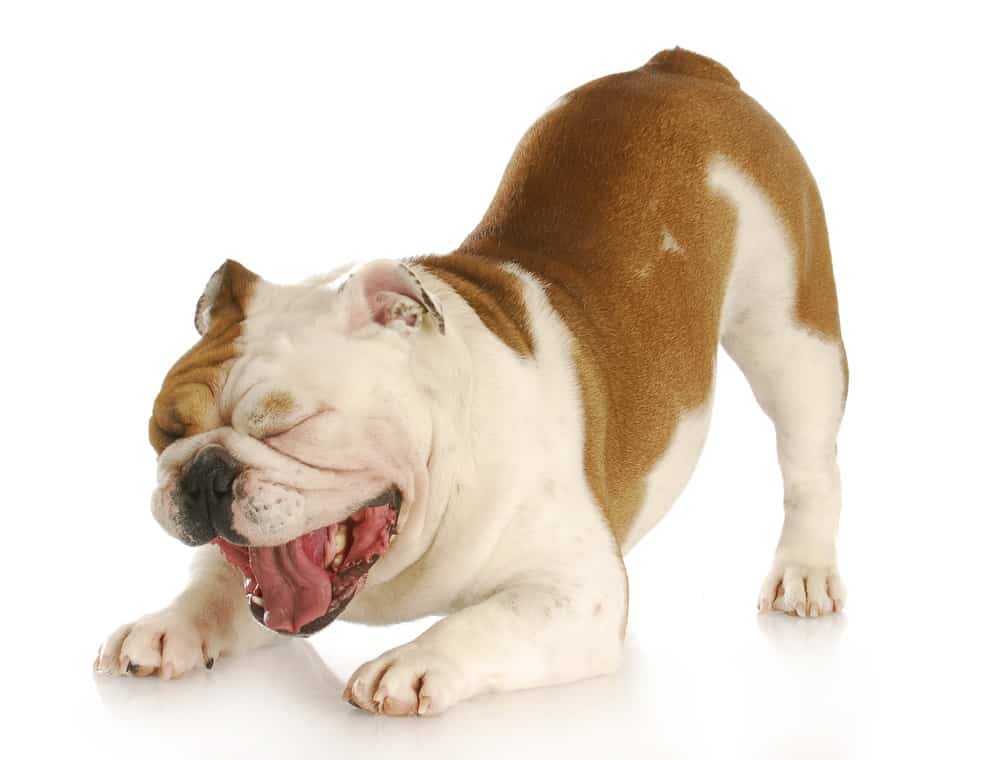 Dog Coughing After Dental Surgery (4 Possible Reasons) - PetsBeam.com