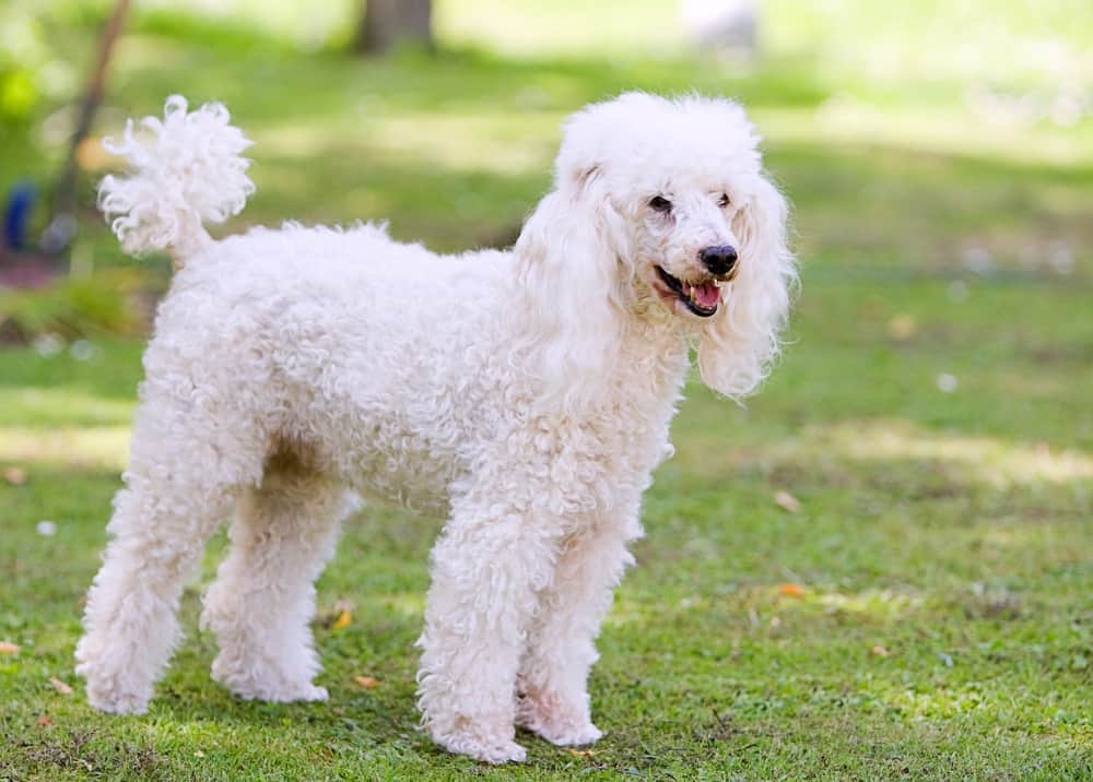 poodle with docked tail