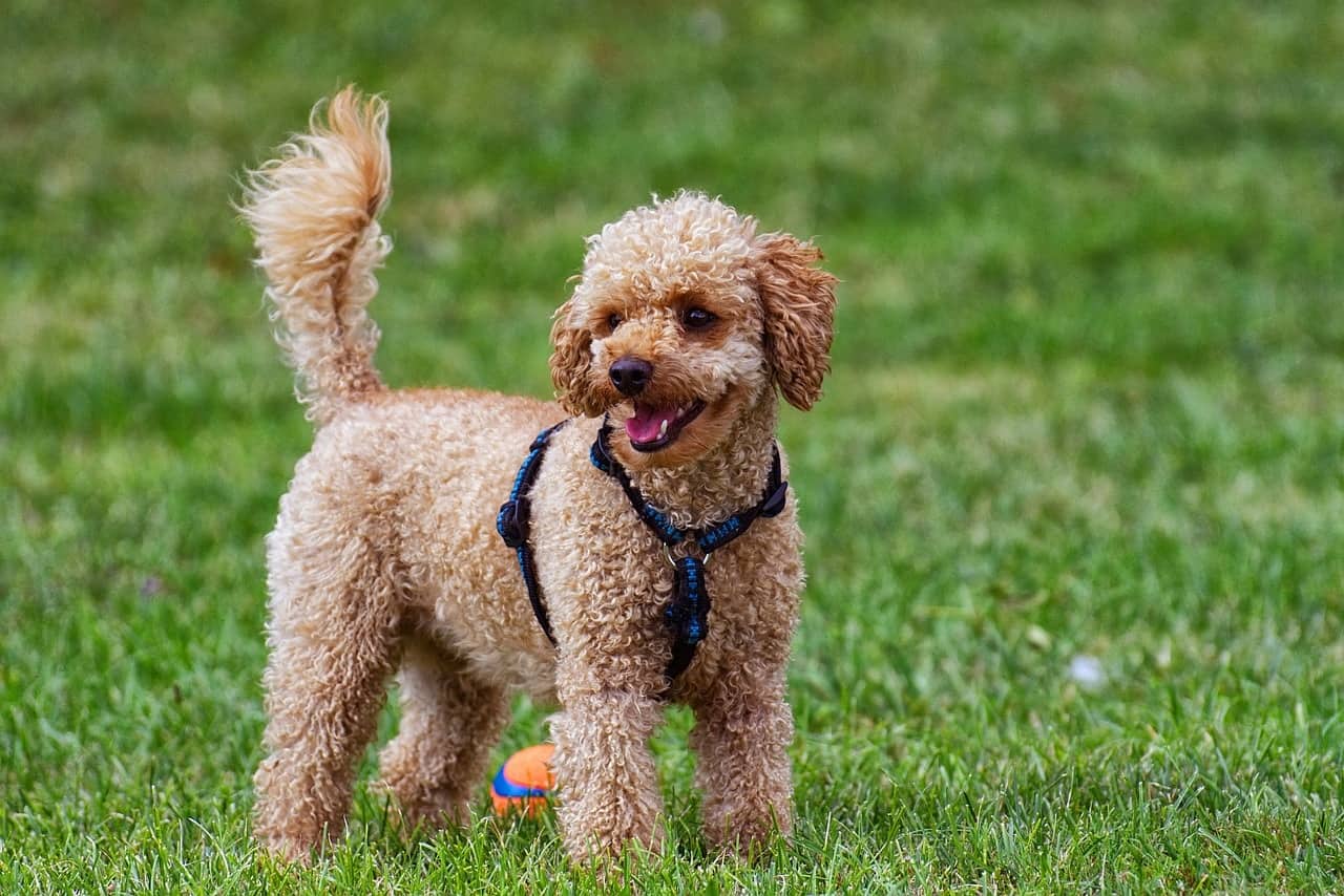 poodle with undocked tail