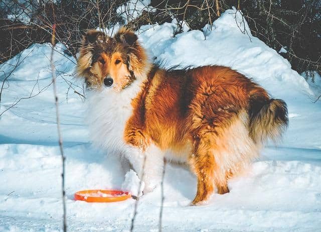 do rough collie bark a lot