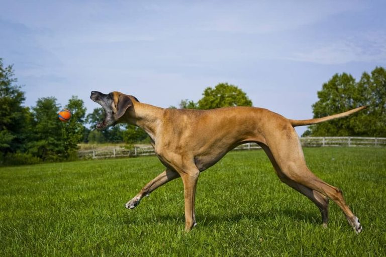Underweight Great Dane (How Do I Fatten My Dog Up Safely?)