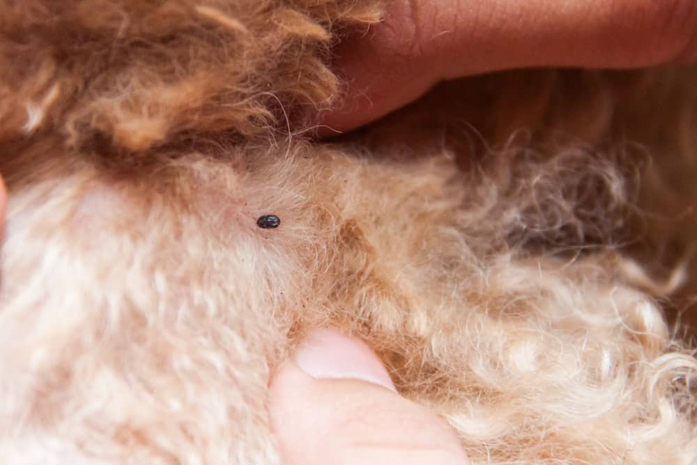 7 Common Little Black Bugs On Dogs What Are They