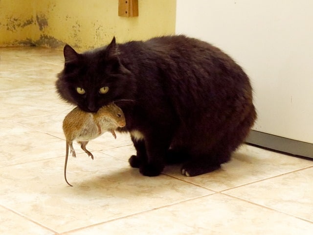 mouse surviving being caught by cat