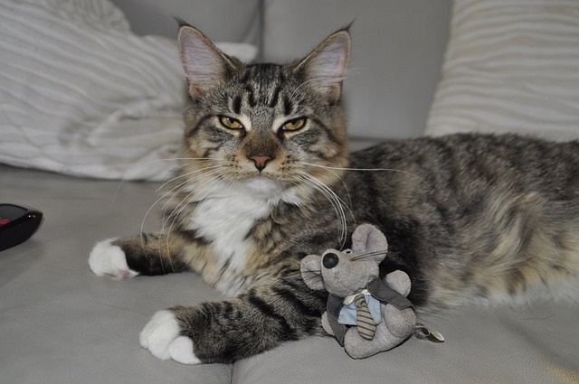 cat playing with toy mouse