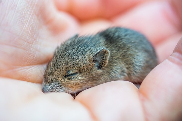 check the condition of the mouse in the hand 