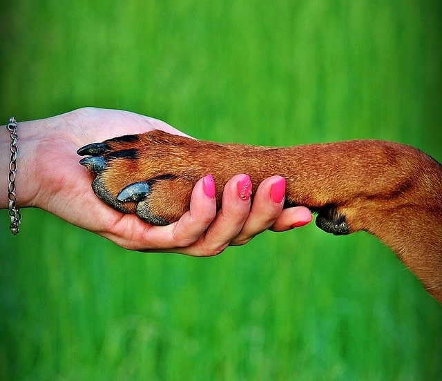 checking a dog's paw 