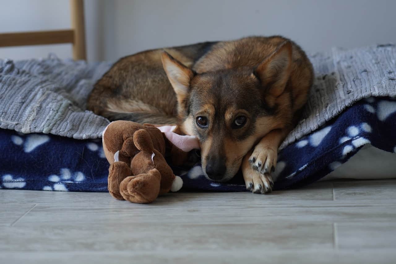 slobber soaked chew toy