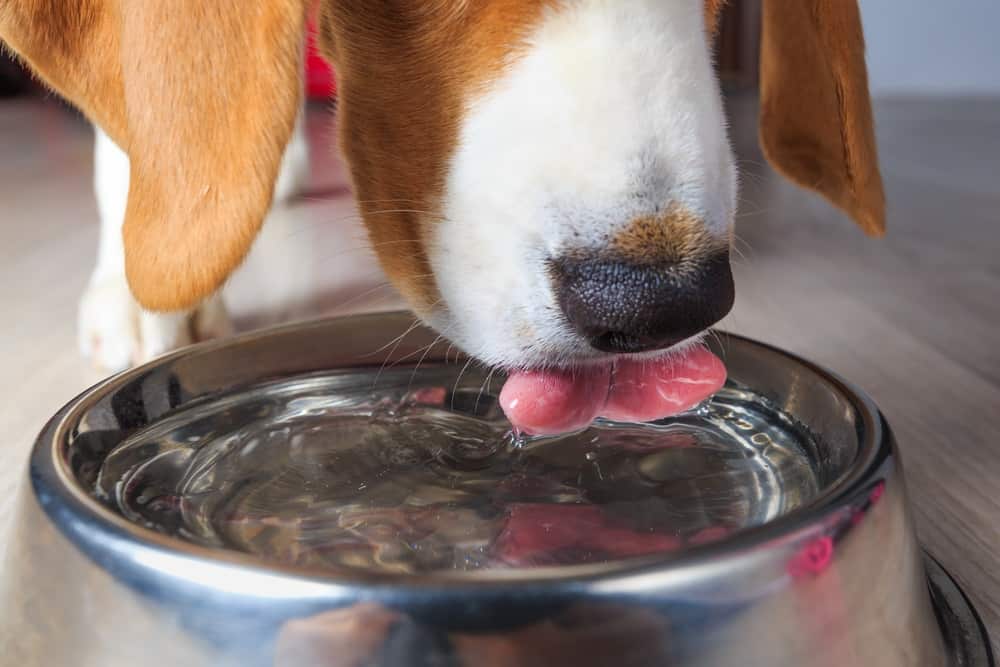 is dog peanut butter safe for puppies