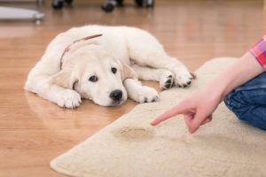 6 Reasons Why Your Female Dog Is Leaking Clear Odorless Fluid