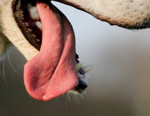 My Dog Drips Water Everywhere After Drinking (How To Stop It