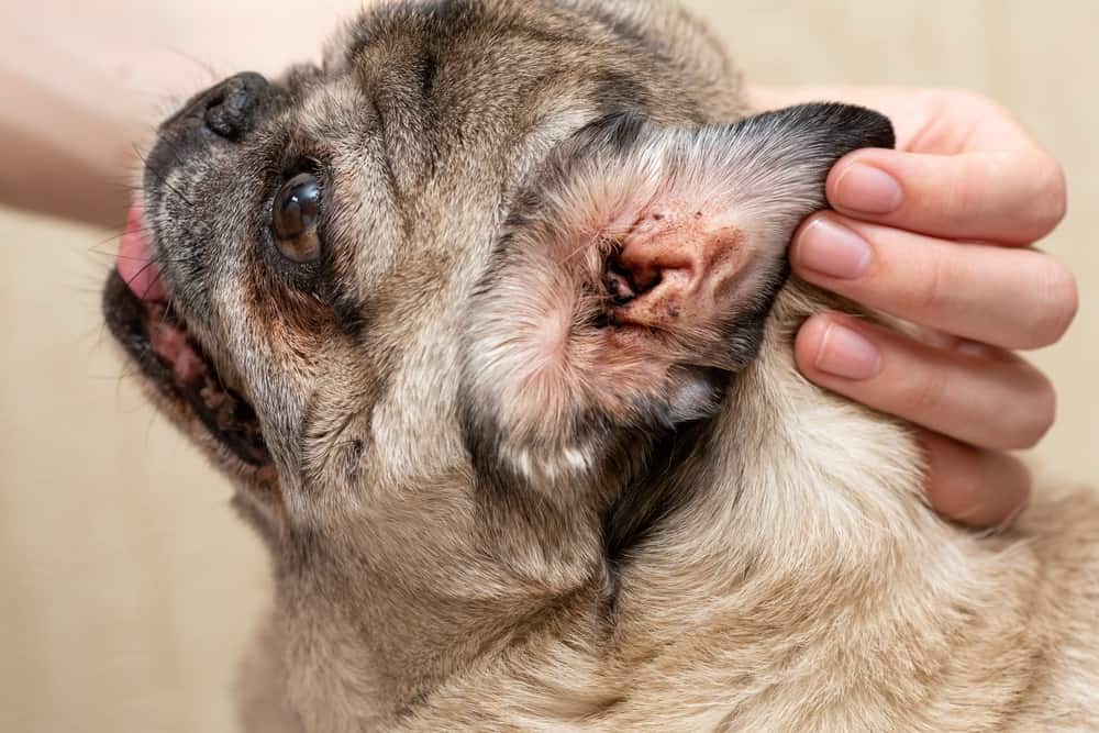 Coconut oil for outlet dog ear mites