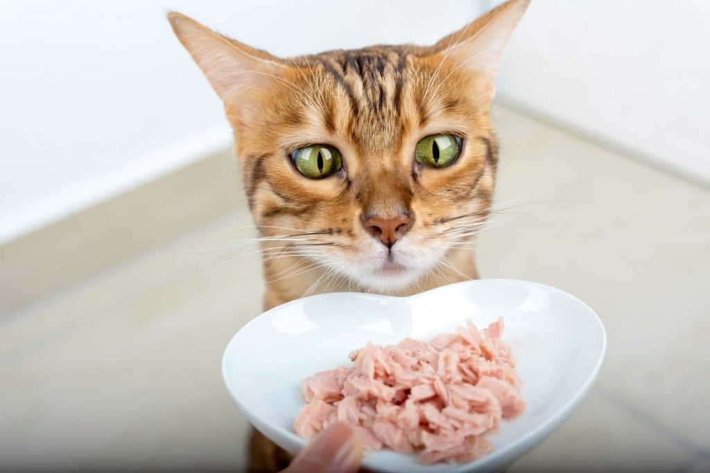 Should I Warm Up My Cats Wet Food