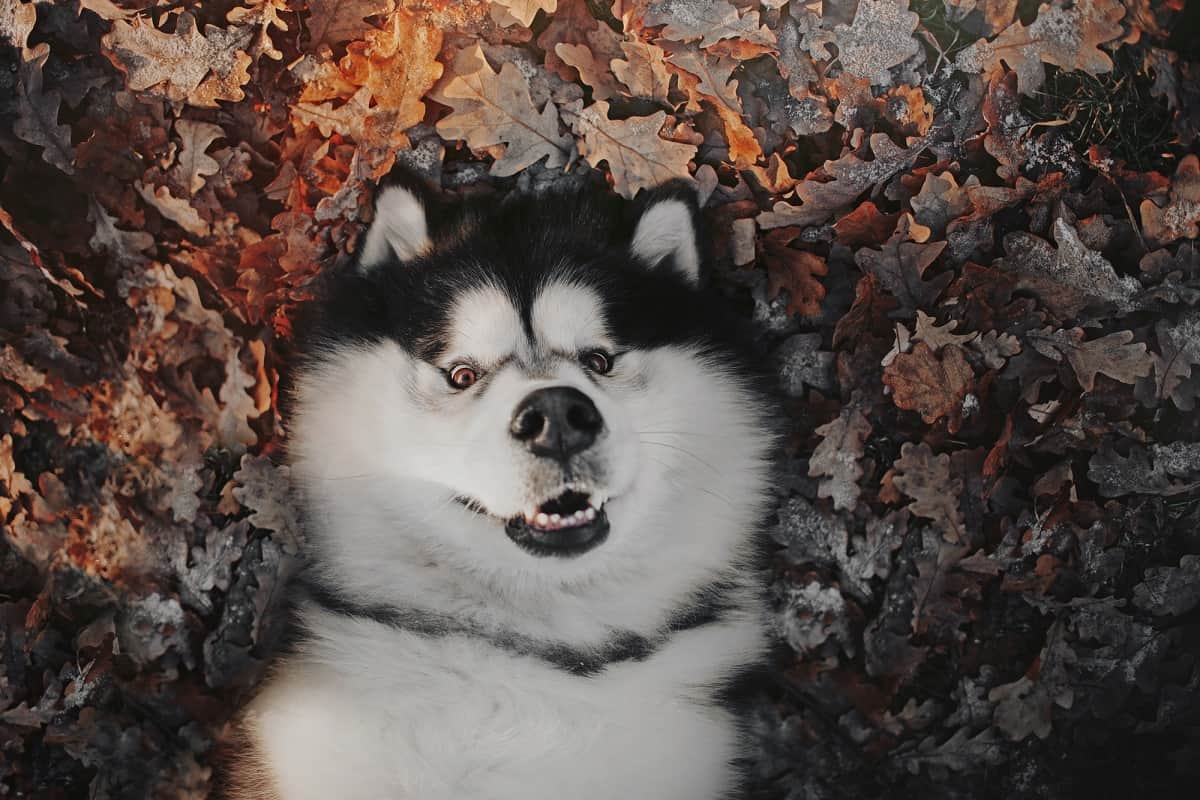 alaskan malamute dog with widow peaks