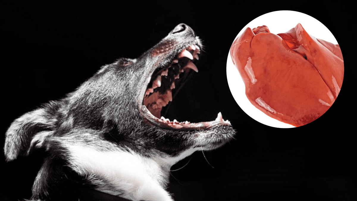 are raw chicken livers good for dogs