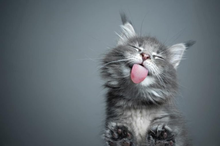 Cat Saliva On Human Food (How Safe Is It To Eat?)