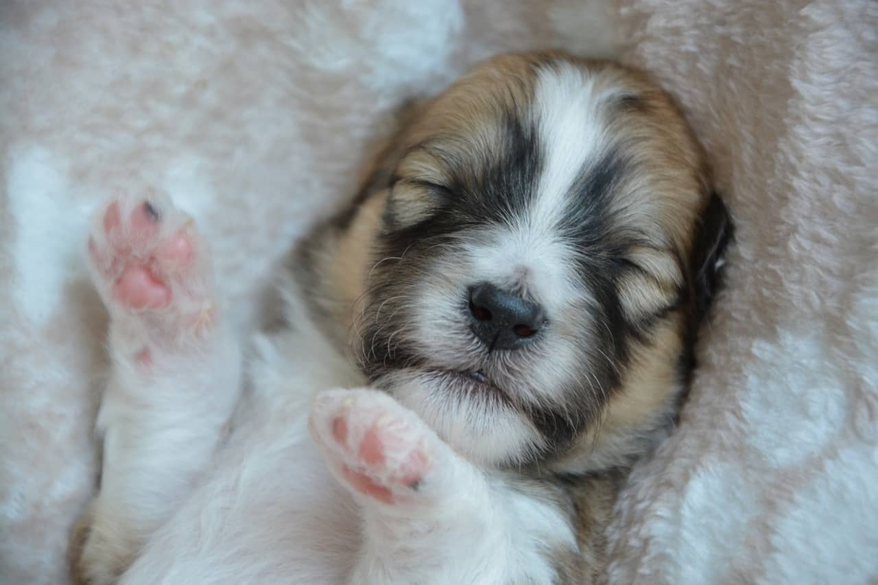 Do Dogs' Eyes Roll Back When They Sleep? (An Eye-Opening Explanation