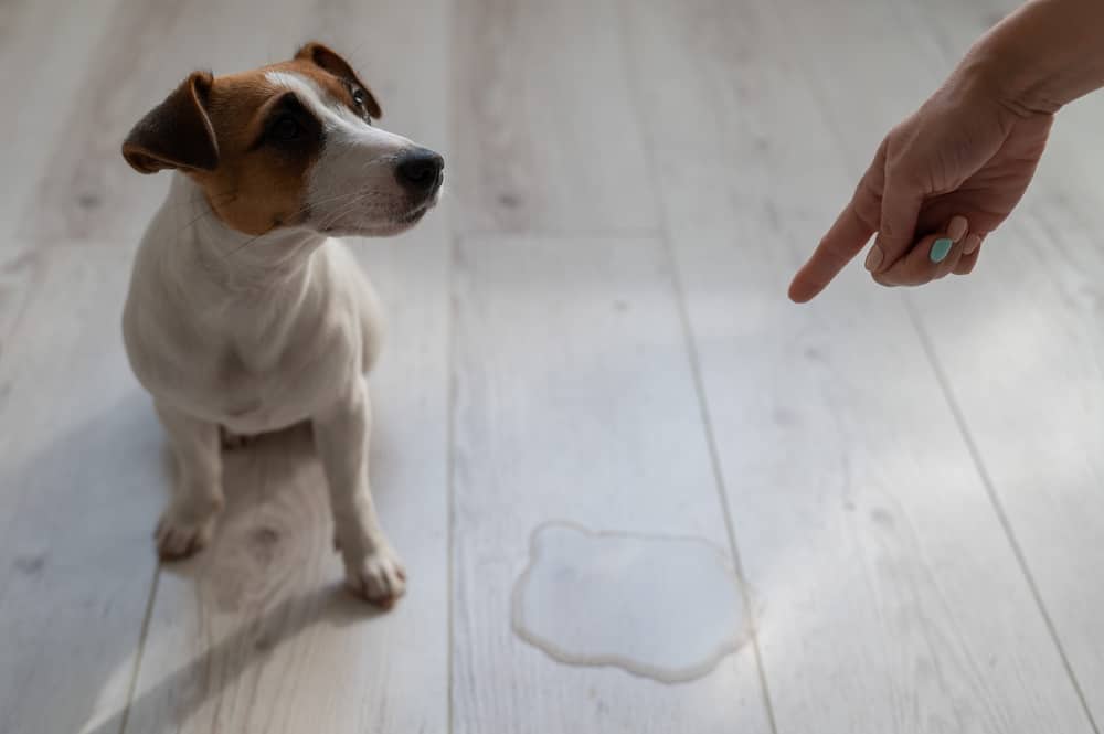 Why Is My Male Dog Leaking Clear Fluid? (Understanding the Causes) - PetsBeam.com