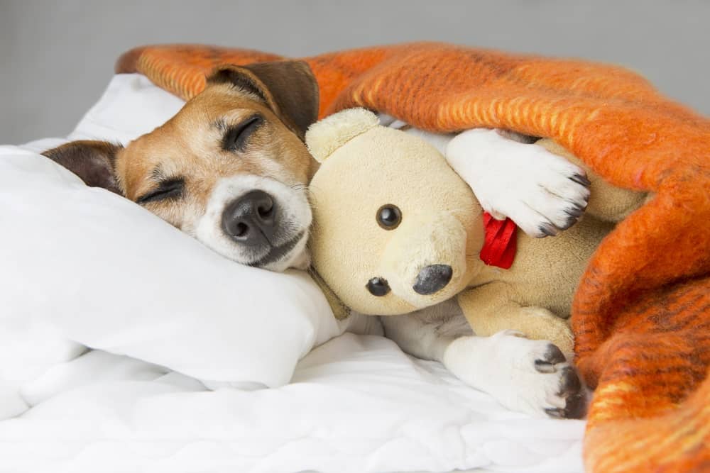 Do Dogs' Eyes Roll Back When They Sleep? (An Eye-Opening Explanation