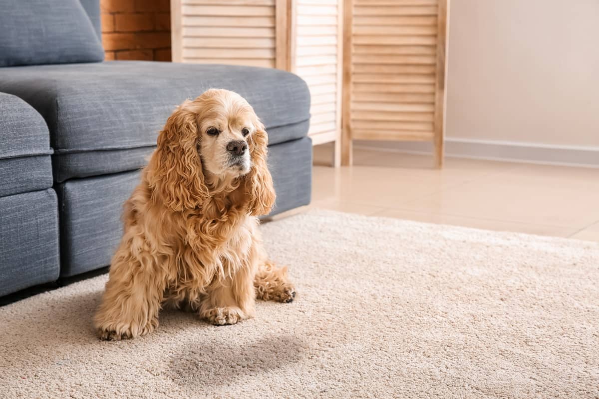 female dog leaks clear odorless fluid