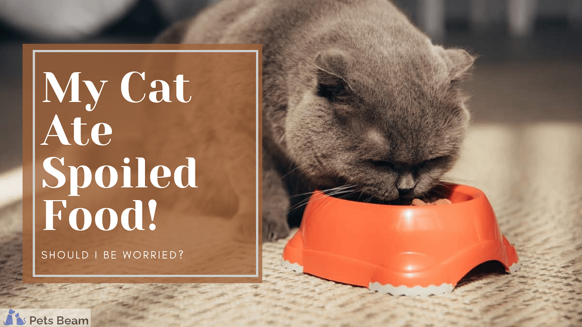 My Cat Ate Spoiled Food Should I Be Worried PetsBeam