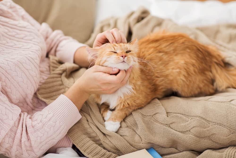 spending time with cat on bed