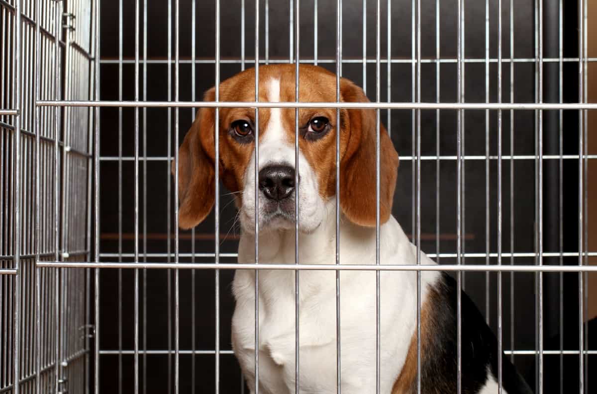 Dog Scratching Crate at Night