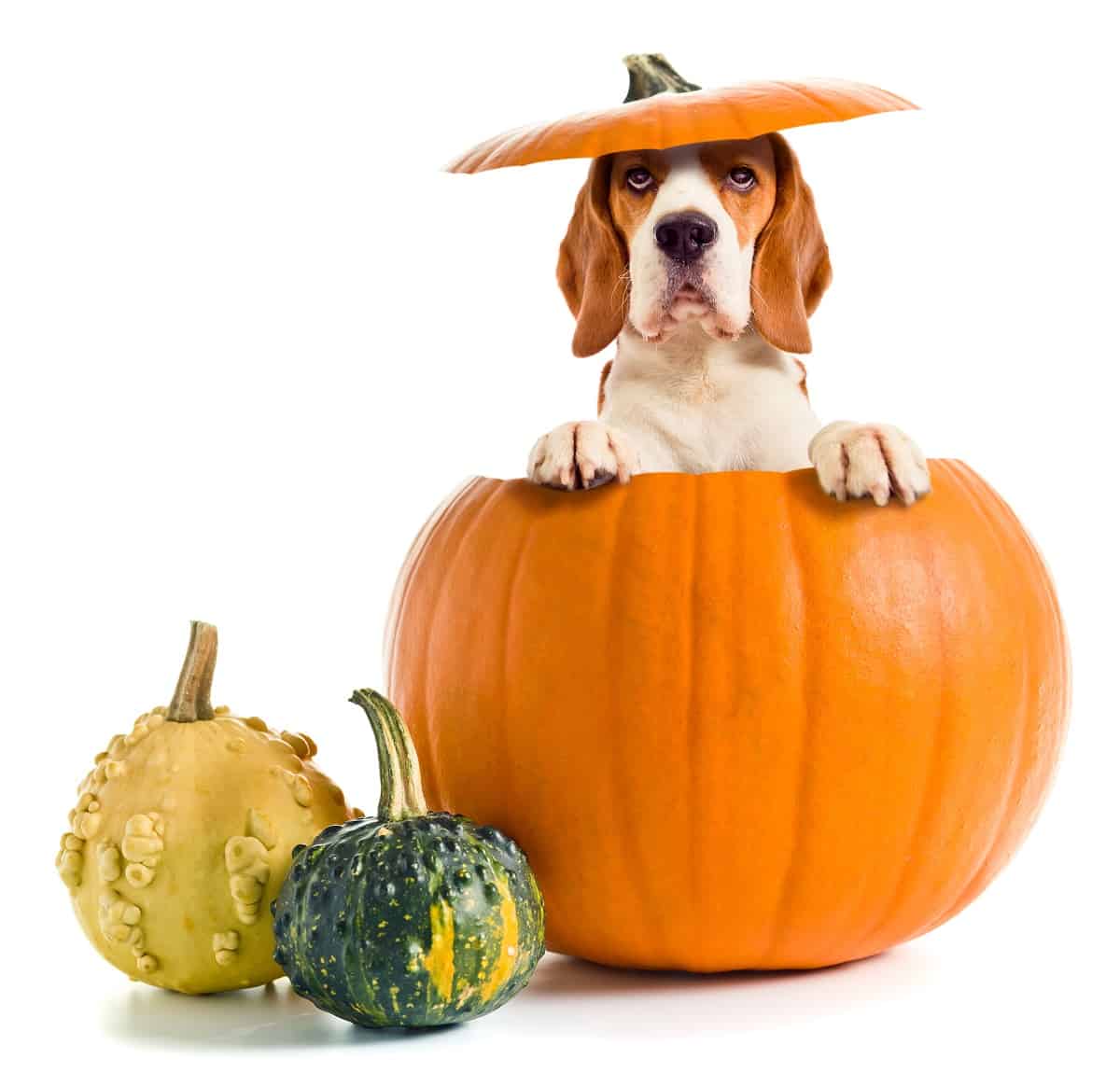 Pumpkin For Dogs With Pancreatitis