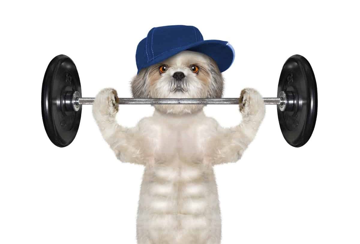 do-dogs-really-have-abs-the-hidden-six-pack-petsbeam