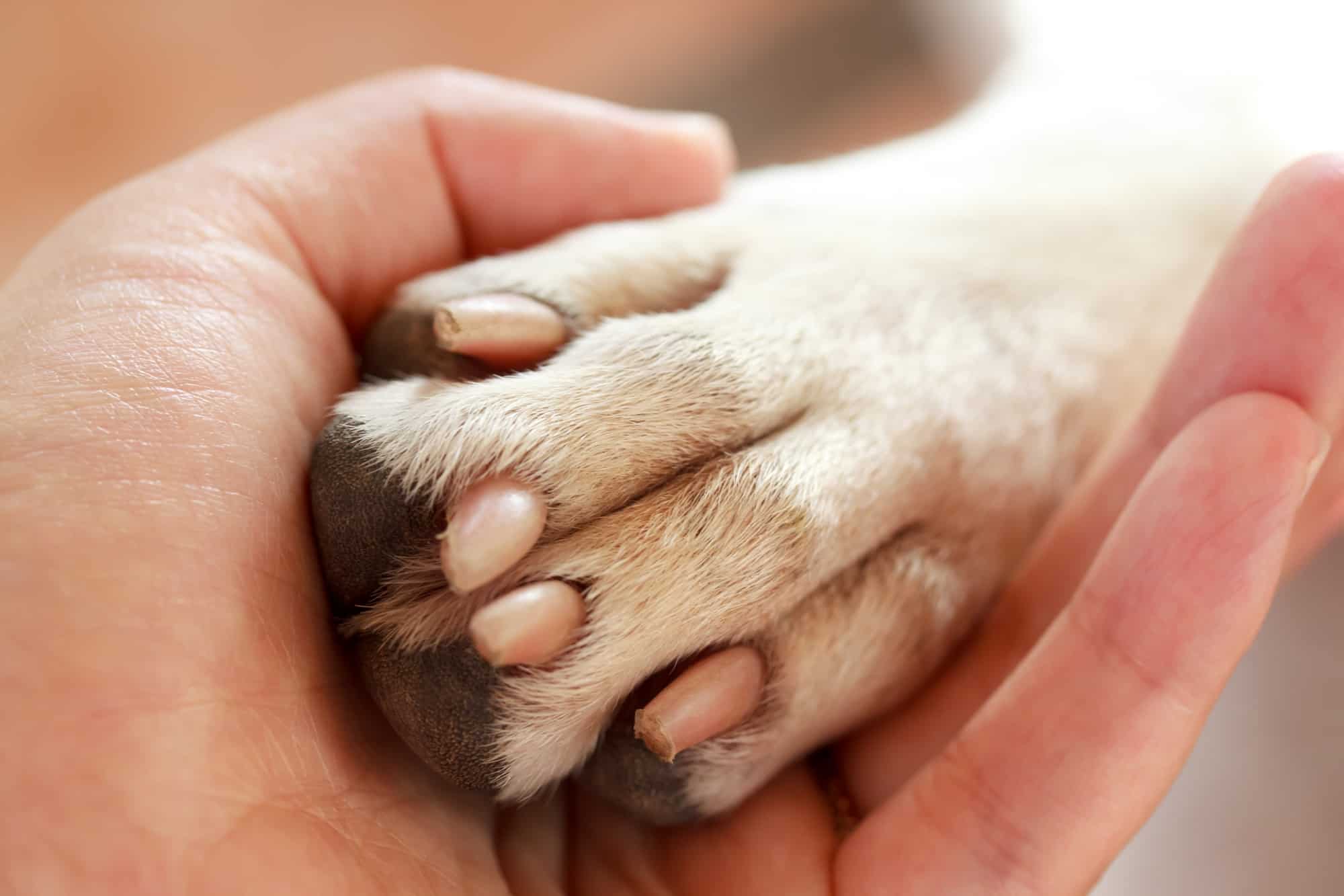 do dogs have webbed feet