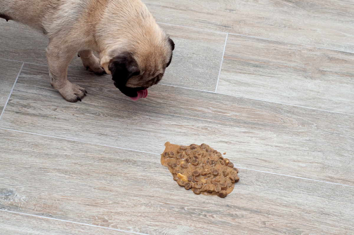 What To Do If A Dog Throws Up Poop at Robert Mowrer blog