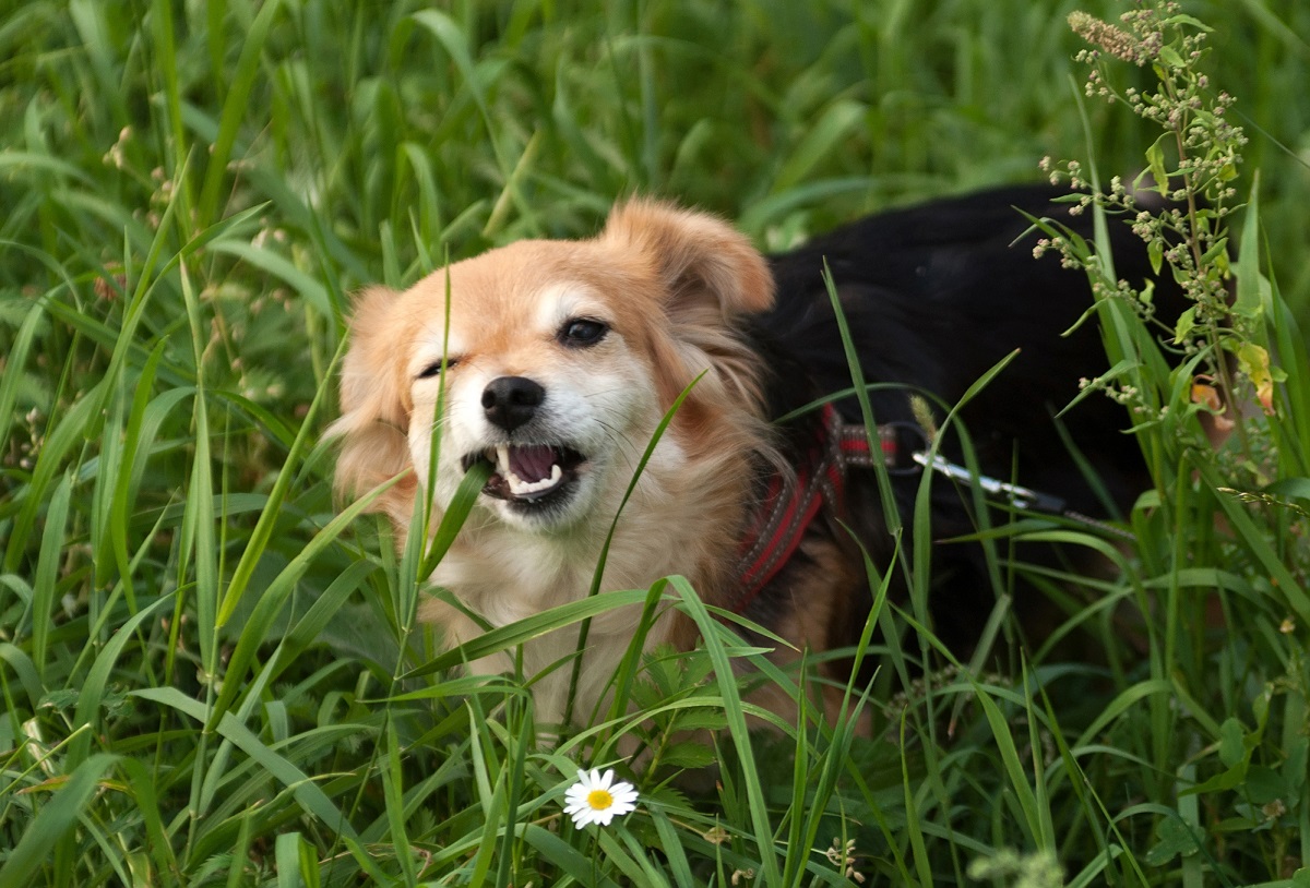 why do dogs eat grass when sick