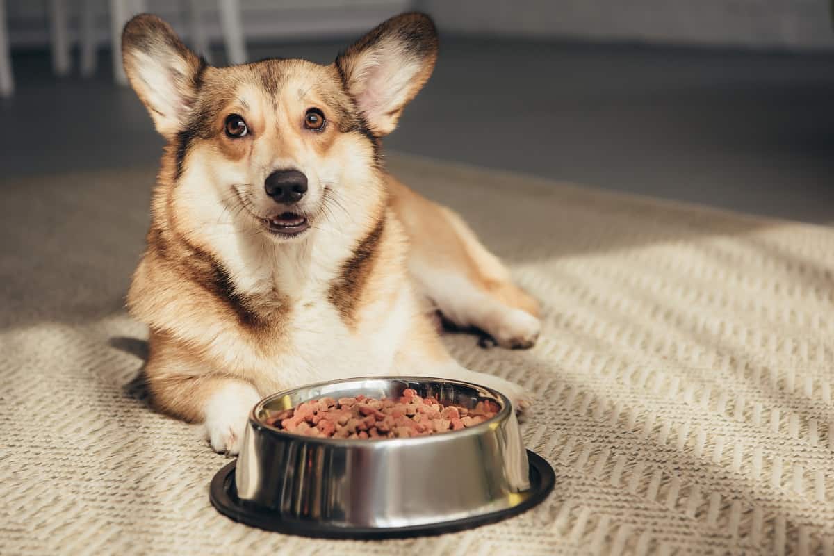 How Long Can A Dog Go Without Eating With Cancer?