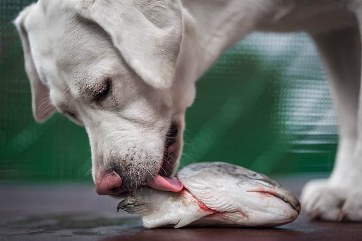 Can Dogs Eat Fish Heads Reddit