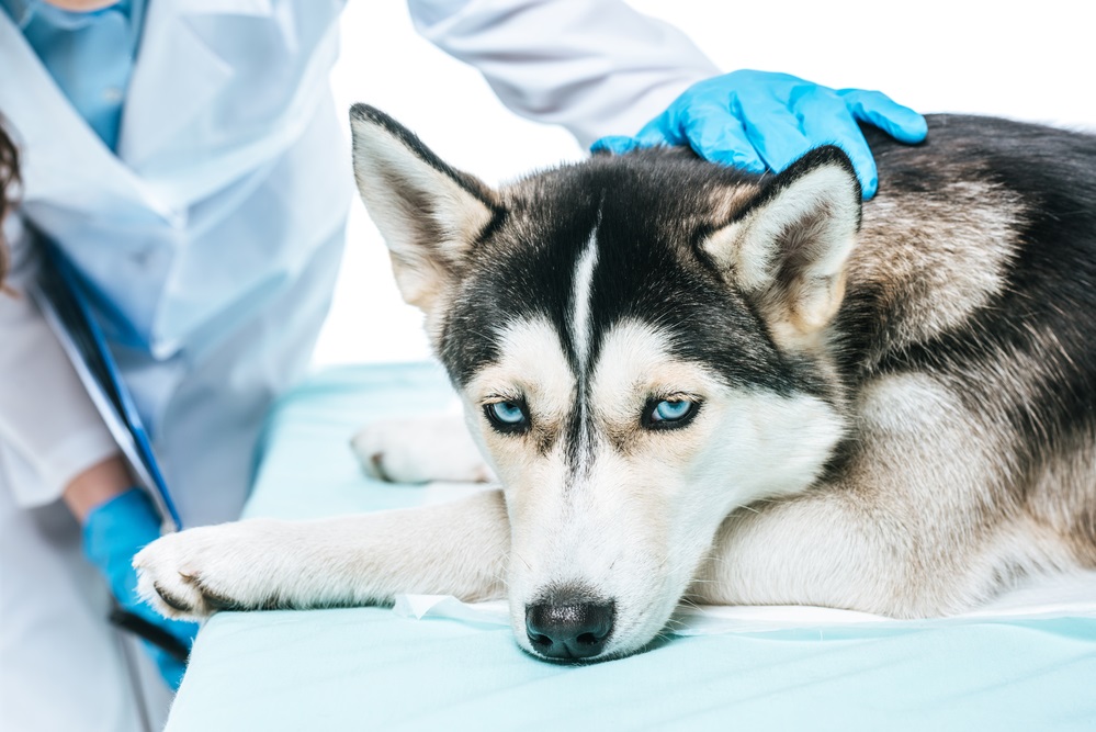 dog at vet