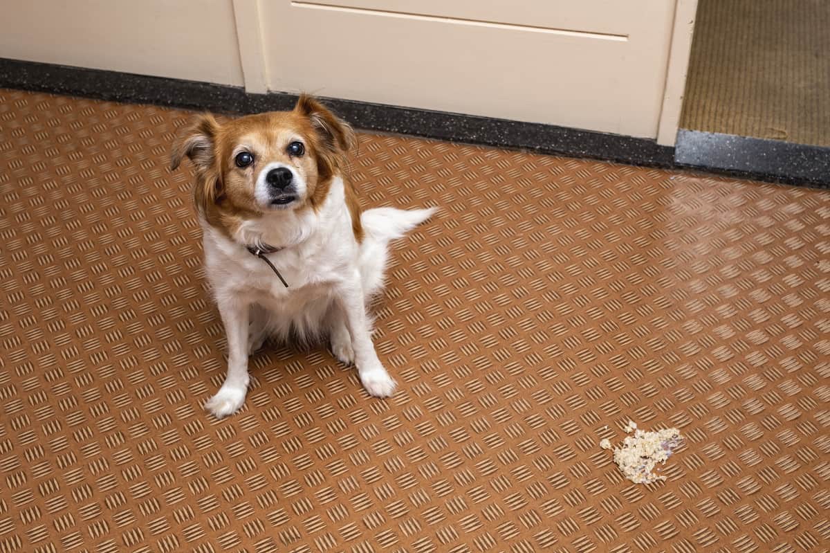 Dog Puking Up White Chunks