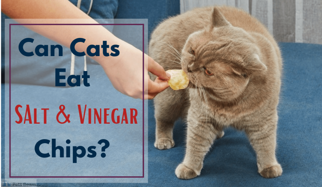 can cats eat salt and vinegar chips