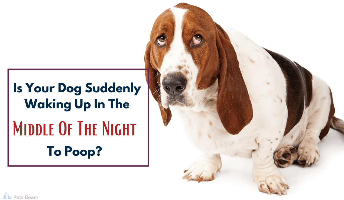 Is Your Dog Suddenly Waking Up In The Middle Of Night To Poop
