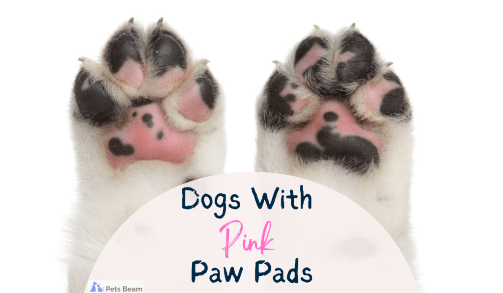 dogs with pink paw pads