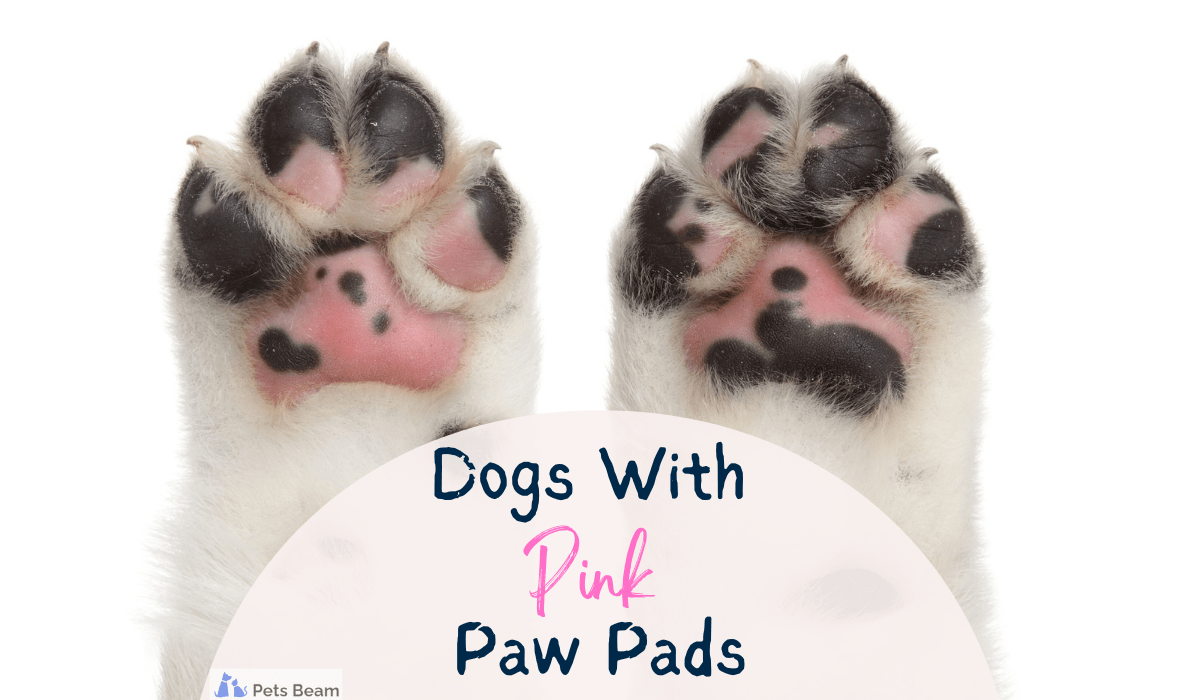 Dogs With Pink Paw Pads (The Hidden Health Implications)