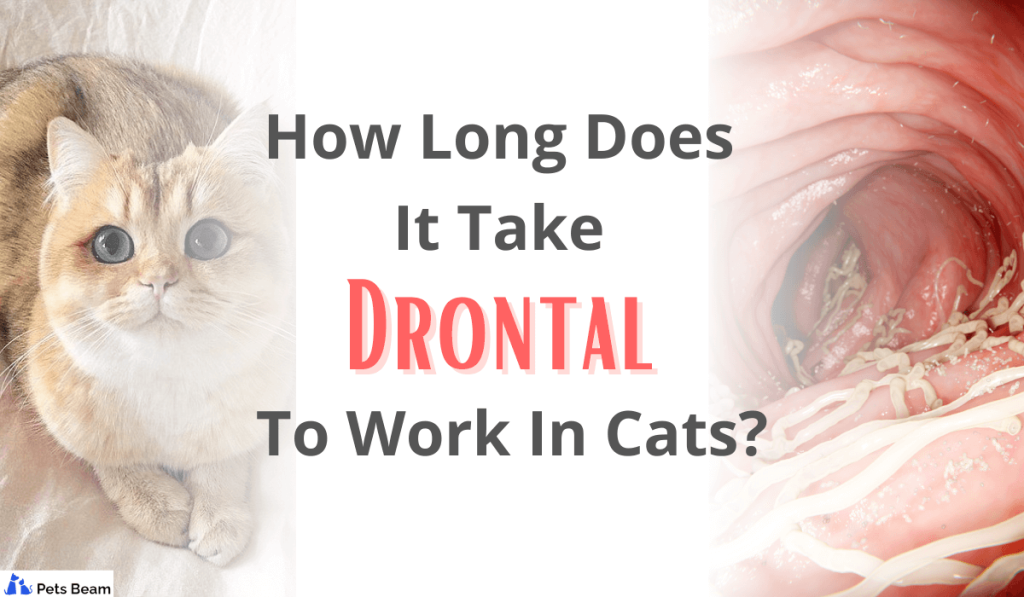 how long does it take drontal to work in cats 