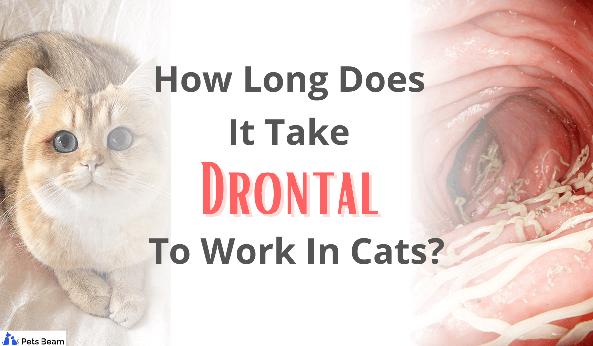 How Long Does It Take For Drontal To Work In Cats? (Get The Facts!)