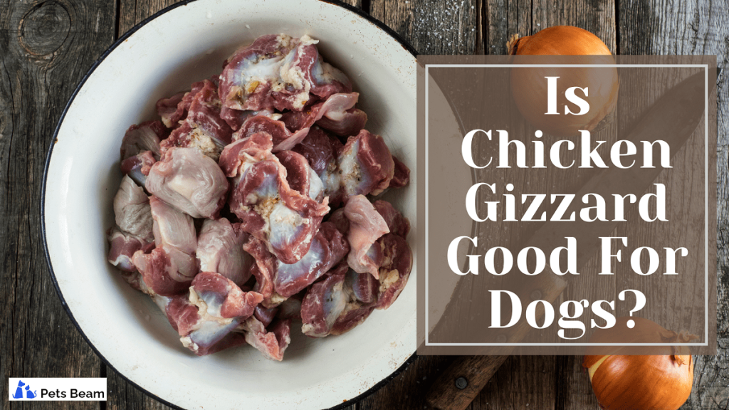 is-chicken-gizzard-good-for-dogs-petsbeam