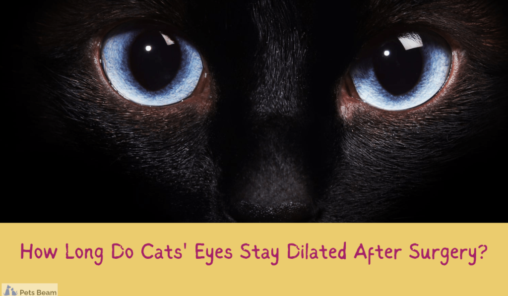 How To Remove A Cat Eye at Arthur Taylor blog