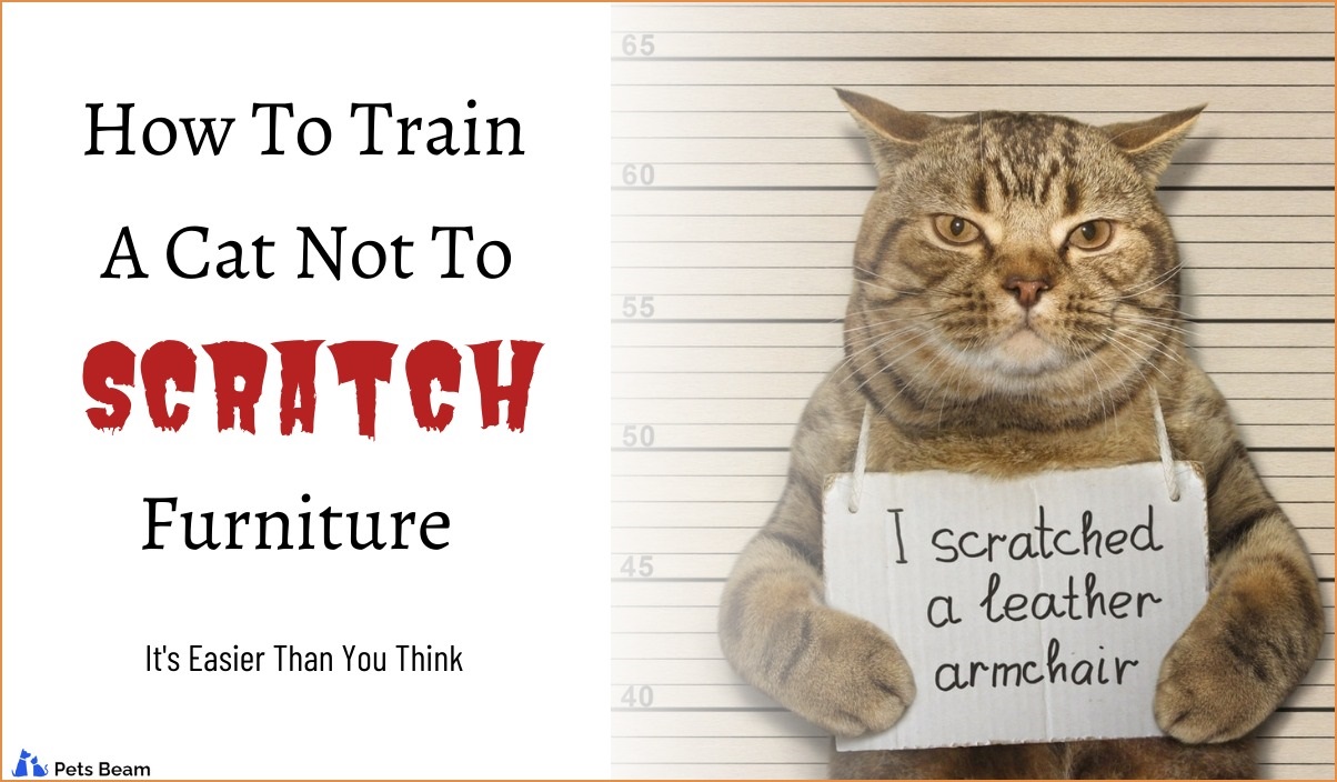 How To Train A Cat Not To Scratch Furniture? (It's Easier Than You Think)