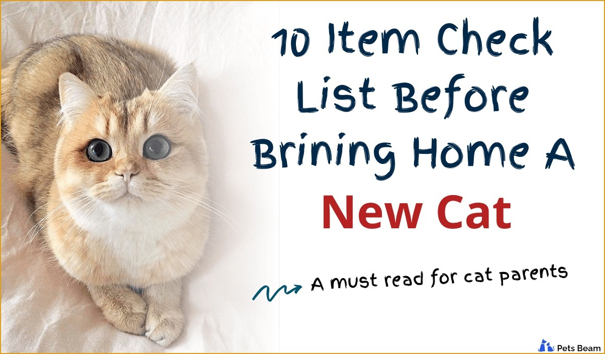 before brining home a new cat