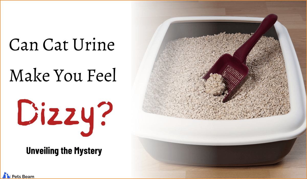 Can Cat Urine Make You Feel Dizzy