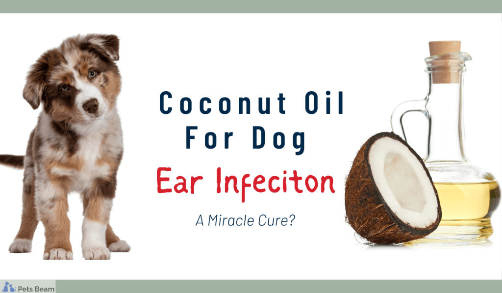 Coconut oil to 2025 clean dogs ears