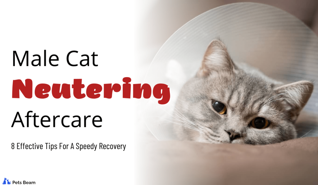 How Do I Prepare My Cat For Neutering at Glynda Zambrano blog