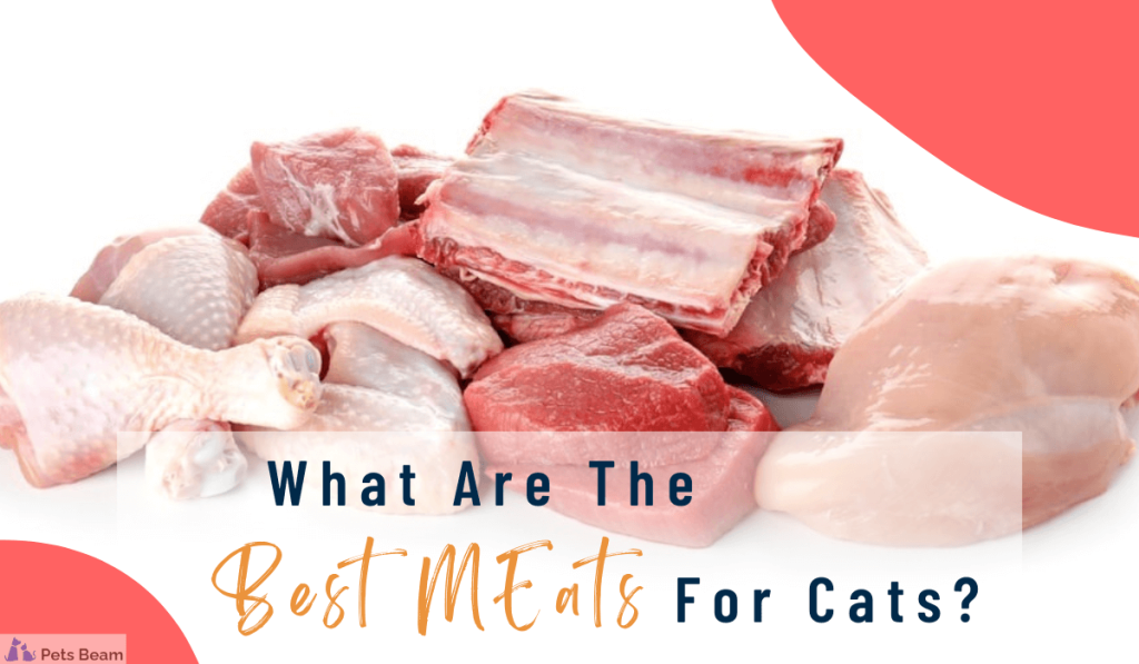 what are the best meats for cats